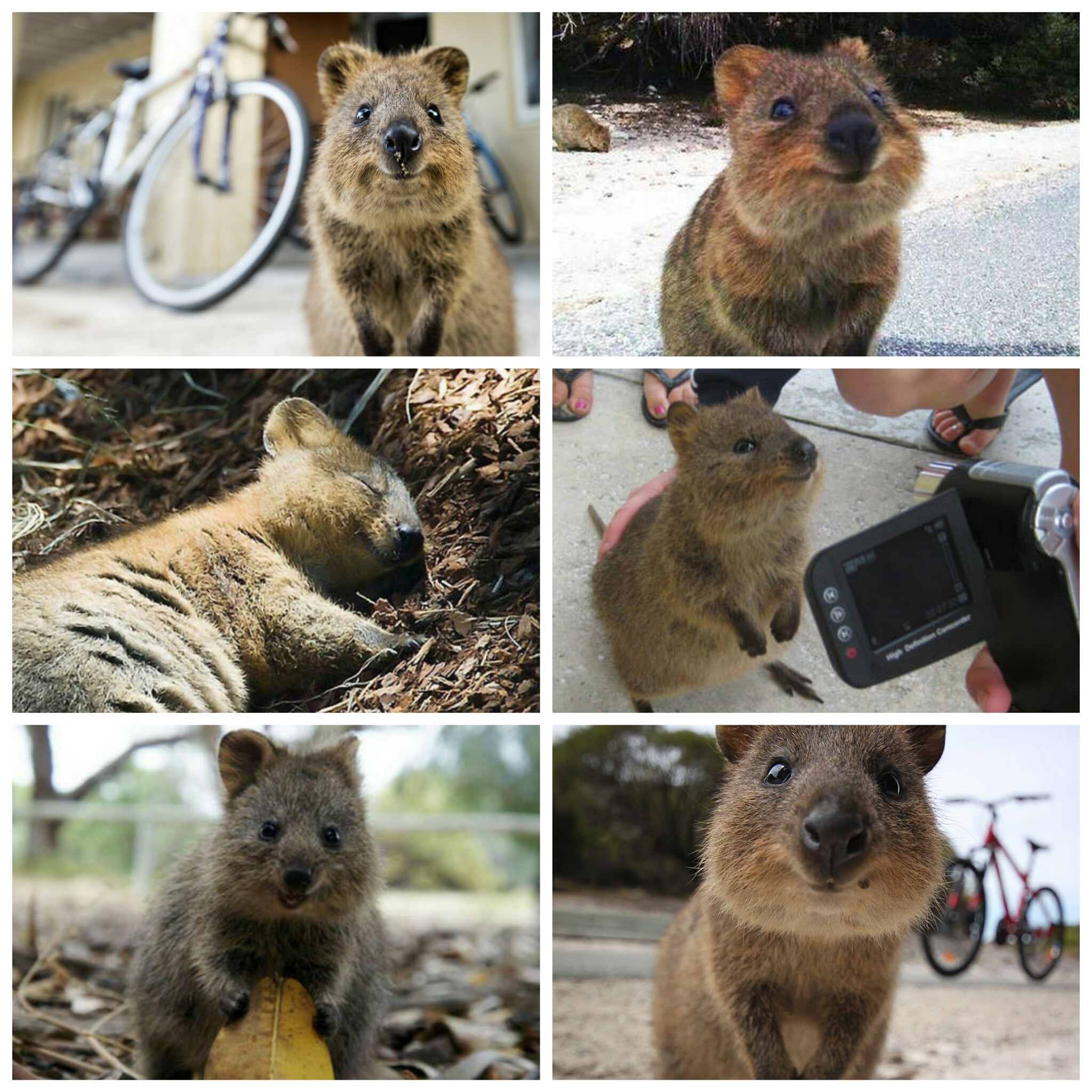 Meme Generator Quokka - Alison Handley