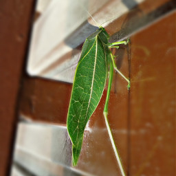 leaf insects nature freetoedit